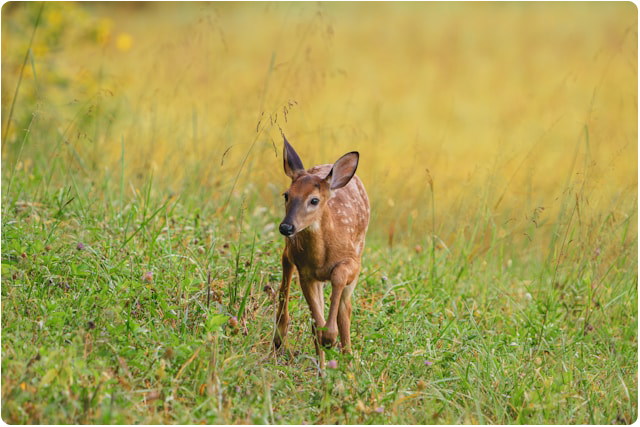 BabyDeer