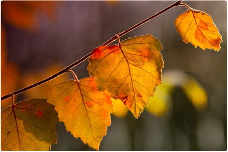 leaf summer sunrise ards